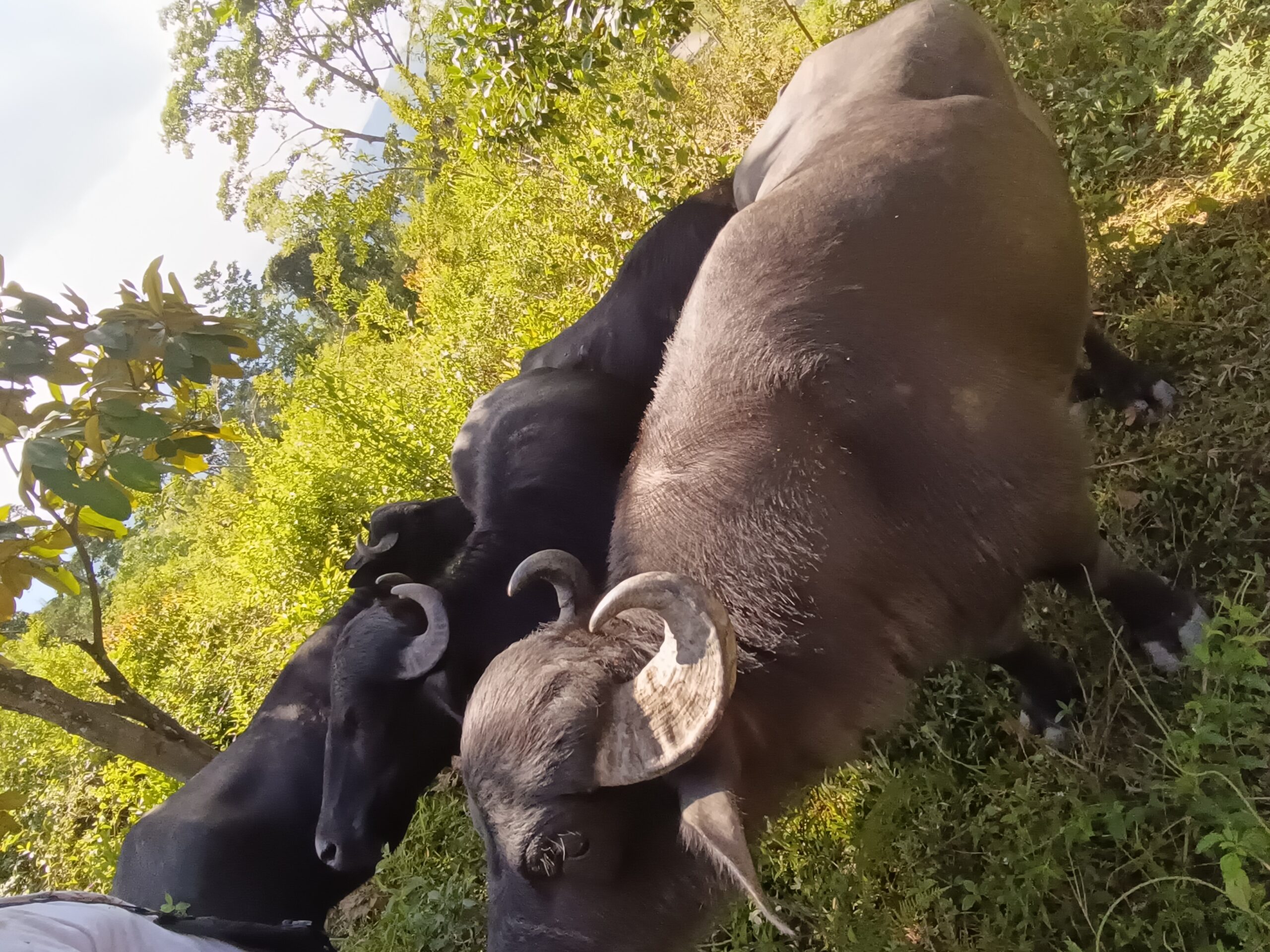 IMG20250107103613 (1)